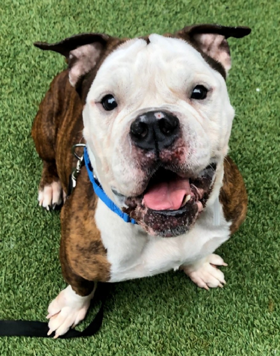 MorgFairsdogs's tweet image. Jabarkus Chunkmuffin 222038
Relisted TBK 4/26
#NYCACC
What's not to love?
He is a cute 5 yr old
Has big personality
Needs exp all adult home w/#UnicornFoster
Please help save Jabarkus Chunkmuffin!
nycacc.app/browse/222038
#Pledge4Rescue #foster #adopt