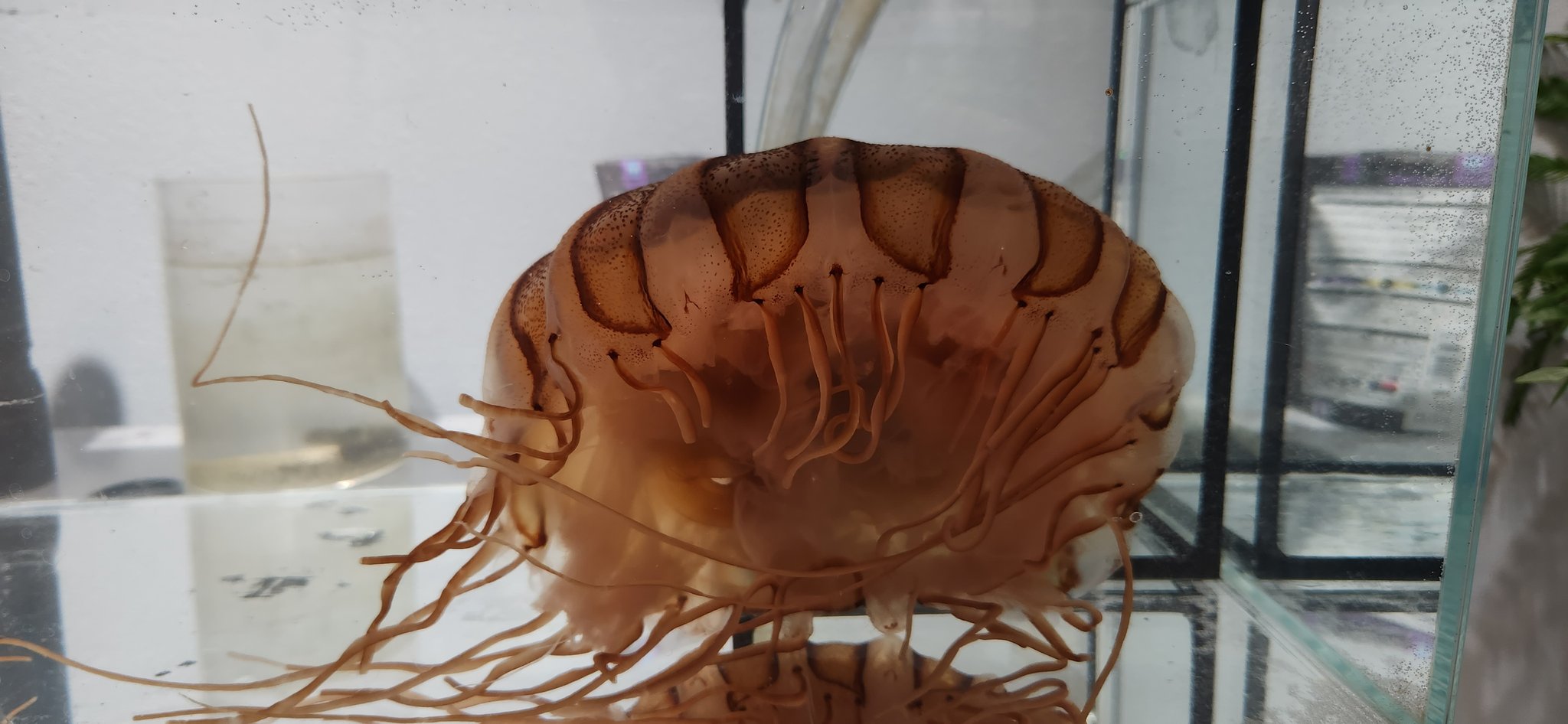呼吸するくらげ 七色に輝くゼラチン質 カブトクラゲの特徴と魅力について