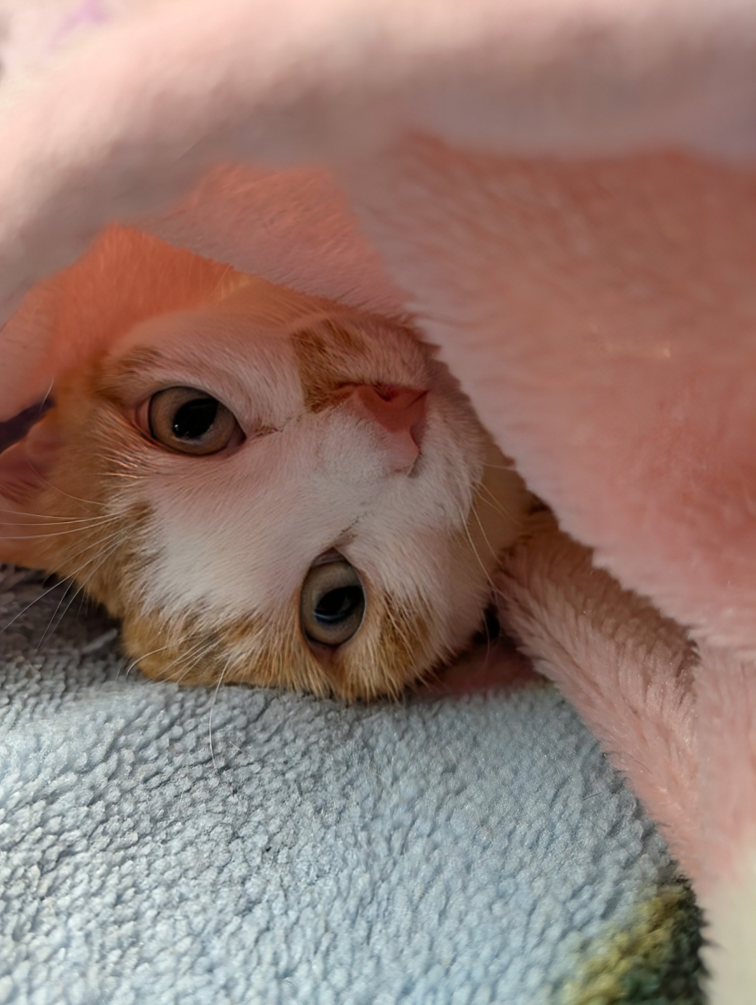楽天市場】情熱プロダクト ぜんまい ふみふみねこ BOX版 ケン