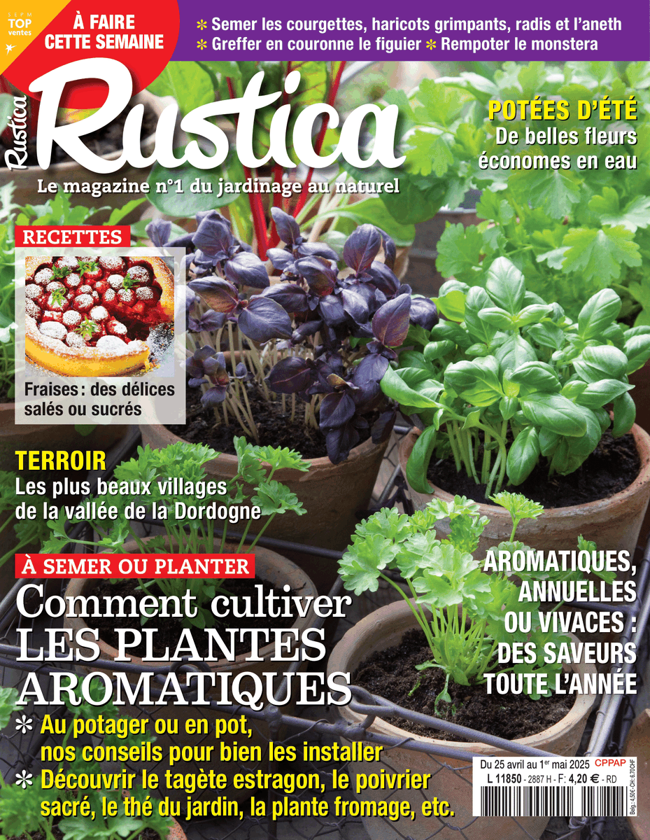 alaindelavie's tweet photo. En kiosque] Du 25 avril au 1er mai 2025, hebdomadaire #Rustica
Carnet : embellir et fleurir tous les coins du jardin
+ Comment cultiver les plantes aromatiques ?
+ Sélection de fleurs d'été économes en eau
+ Travaux de #jardinage 
#presse #magazine #hebdo
https://t.co/U8erY3SPow https://t.co/durysvwTDG