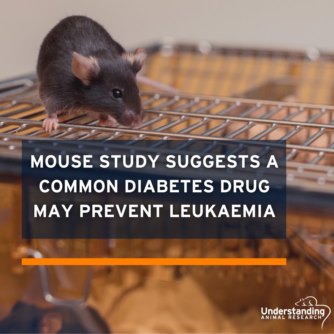 Understanding Animal Research (@animalresearch) on Twitter photo New research #InMice from <a href="/Cambridge_Uni/">Cambridge University</a> suggests a common diabetes drug, Metformin, could be effective in preventing leukaemia.
ow.ly/IAvF50VG9VJ
#AnimalResearch #AnimalTesting New research #InMice from <a href="/Cambridge_Uni/">Cambridge University</a> suggests a common diabetes drug, Metformin, could be effective in preventing leukaemia.
ow.ly/IAvF50VG9VJ
#AnimalResearch #AnimalTesting