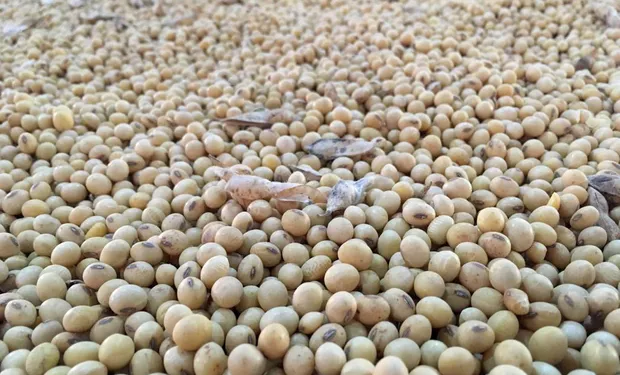 📊 La soja volvió a subir y se encamina a los US$ 400 la tonelada en Chicago
🇺🇸🇨🇳 El mercado mira los comentarios de funcionarios estadounidenses sobre una posible desescalada en el enfrentamiento comercial. AGROFY NEWS
ℹ️👉 t.ly/o8kG9