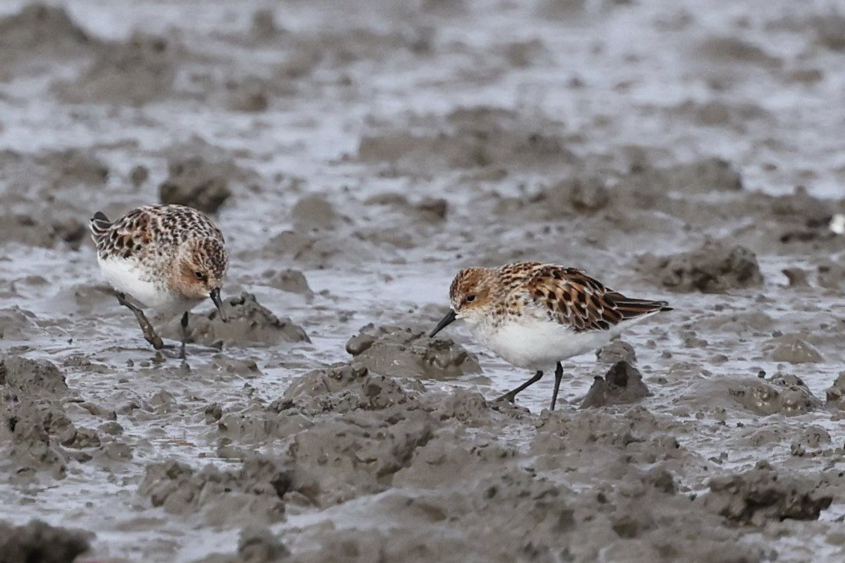 LittleStint0125's tweet photo. 1年前の5/6と5/8.
ヒメハマ、ヨロネン、シベハシ
今年は潮が良くてゆっくり楽しめる。何が出るかな！ https://t.co/NETlNlF60T