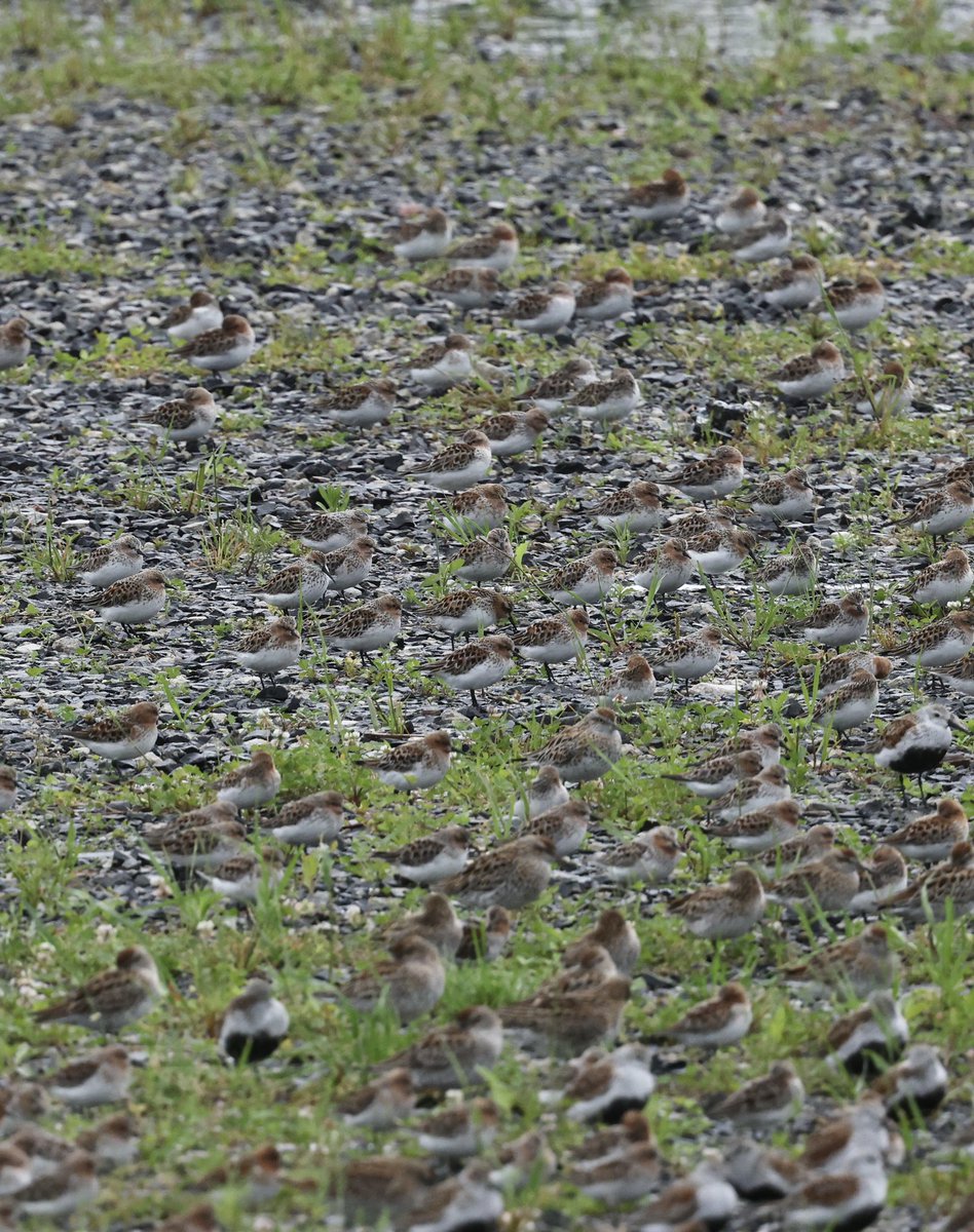 LittleStint0125's tweet photo. 1年前の5/6と5/8.
ヒメハマ、ヨロネン、シベハシ
今年は潮が良くてゆっくり楽しめる。何が出るかな！ https://t.co/NETlNlF60T