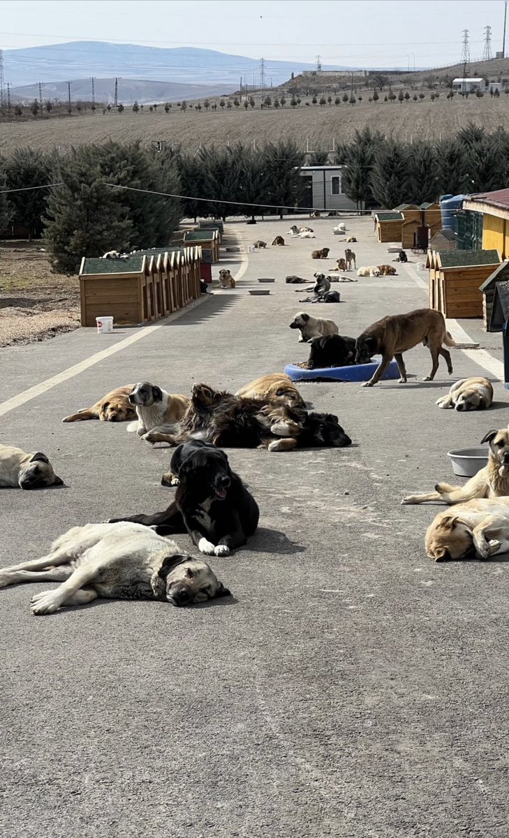 Ankara patiliköy ün tek resmî sayfasıdır.

Sevgili can dostlarımız,takipçilerimiz bilgilendirme paylaşımıdır. Lütfen rt
ANKARA PATİLİKÖY yaşam alanı himayesinde ki, hayvanlar üzerinden yurtdışı kaynaklı sayfalardan, engelli köpeklerimiz ve hayvanlarımız üzerinden ana