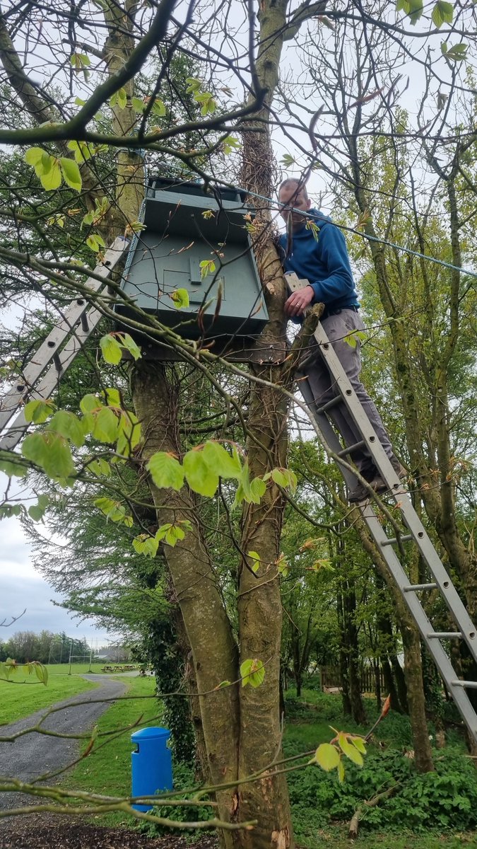 Exterior nesting box for the Barn Owl installed with great hopes for supporting the beautiful species locally