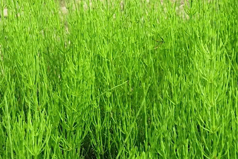 荒畑の風に波うつ杉菜かな
#kigo #俳句 #写真俳句