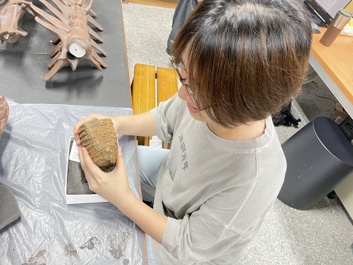 Happy #FossilFriday! Rediscovering mammoths in Taiwan - congratulations to Cheng-Han for her first paleo paper, and also thanks Yi-Yang and Yi-Lu for contributing to this fun project! Here is the publication:
bioone.org/journals/mamma…