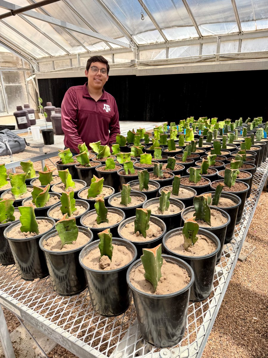 Rossi's Hort Crop Physiology Lab 🍇🍊🍑🫒 (@tamuhortphyslab) on Twitter photo Huge congrats to RayRay Gonzalez, <a href="/tamuhort/">Texas A&M Horticultural Sciences</a> <a href="/aglifesciences/">TAMU College of Agriculture & Life Sciences 👍</a> undergrad in our lab who is conducting his own research on dragonfruit root growth & physiology using different soil types. Proud of his work, can’t wait for his presentation at <a href="/ASHS_Hort/">ASHS</a> conference in August! 🌵🔬🥼 Huge congrats to RayRay Gonzalez, <a href="/tamuhort/">Texas A&M Horticultural Sciences</a> <a href="/aglifesciences/">TAMU College of Agriculture & Life Sciences 👍</a> undergrad in our lab who is conducting his own research on dragonfruit root growth & physiology using different soil types. Proud of his work, can’t wait for his presentation at <a href="/ASHS_Hort/">ASHS</a> conference in August! 🌵🔬🥼