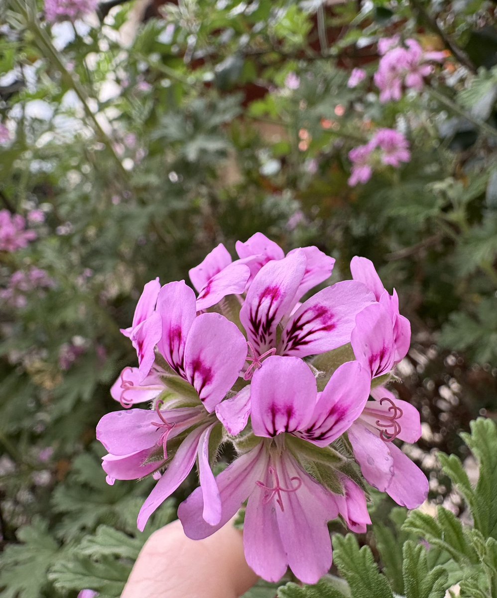 TimeArchitectt's tweet image. Pink, orange, and red they grow,
Like stars in the galaxy, they glow :)