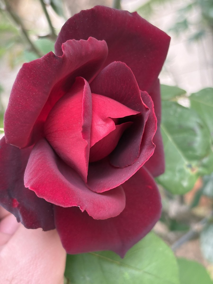 TimeArchitectt's tweet image. Pink, orange, and red they grow,
Like stars in the galaxy, they glow :)