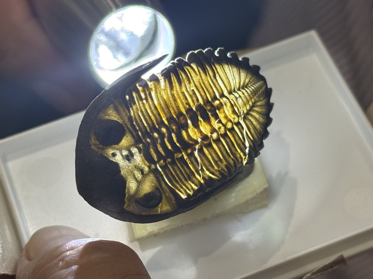 この三葉虫を見てください…スッケスケなんです……
もちろんフェイクじゃありません
熟練のプレパレーターによる素晴らしい作品です✨
#三葉虫　#化石