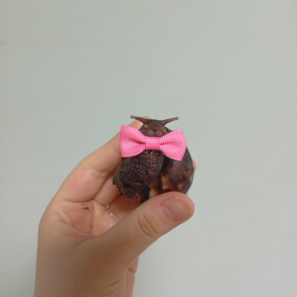 왕프리카 아 달팽이 tweet media