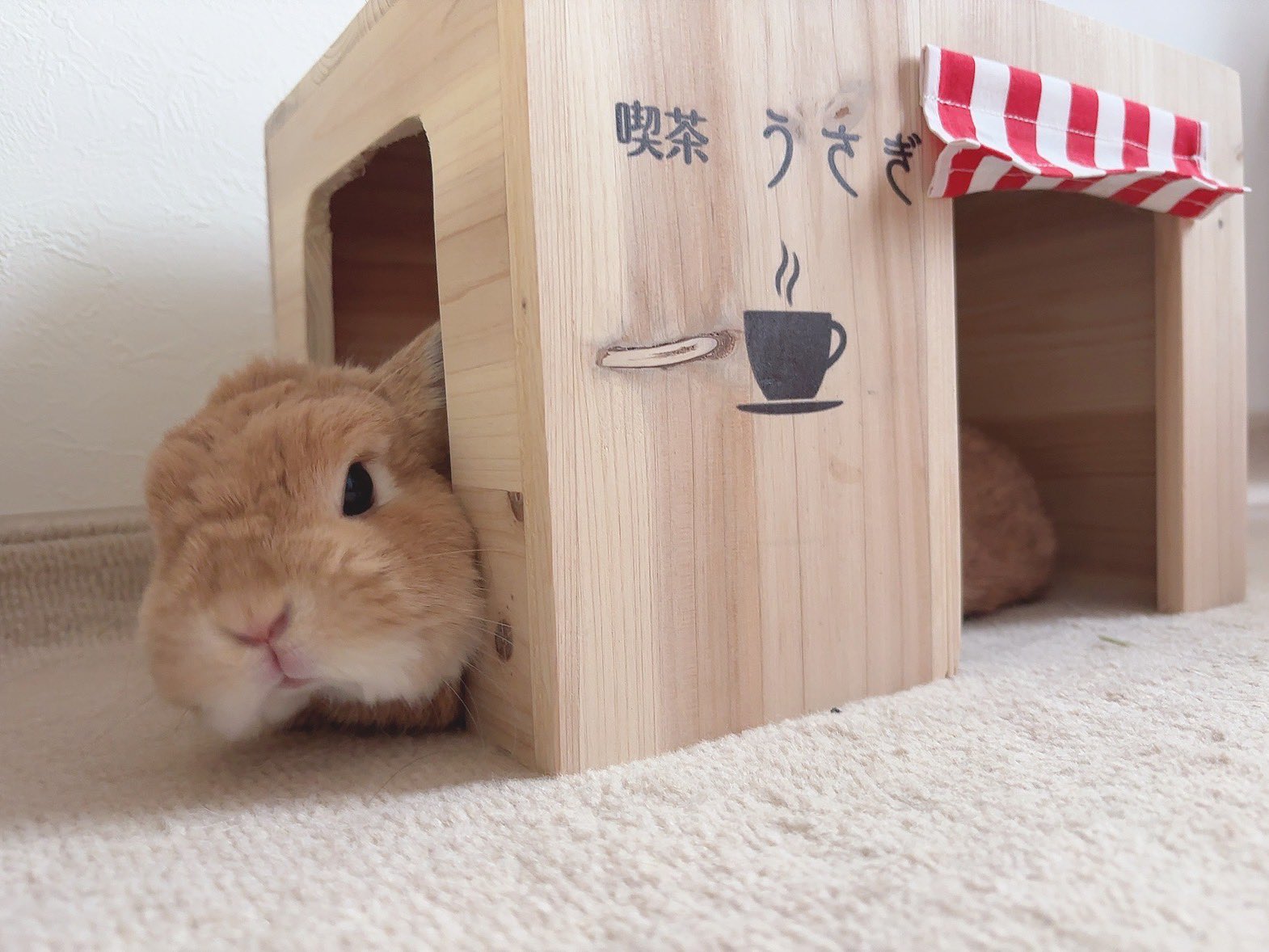うさぎ様 （在庫処分大特価」「ぬいぐるみ」うさぎのようちえん