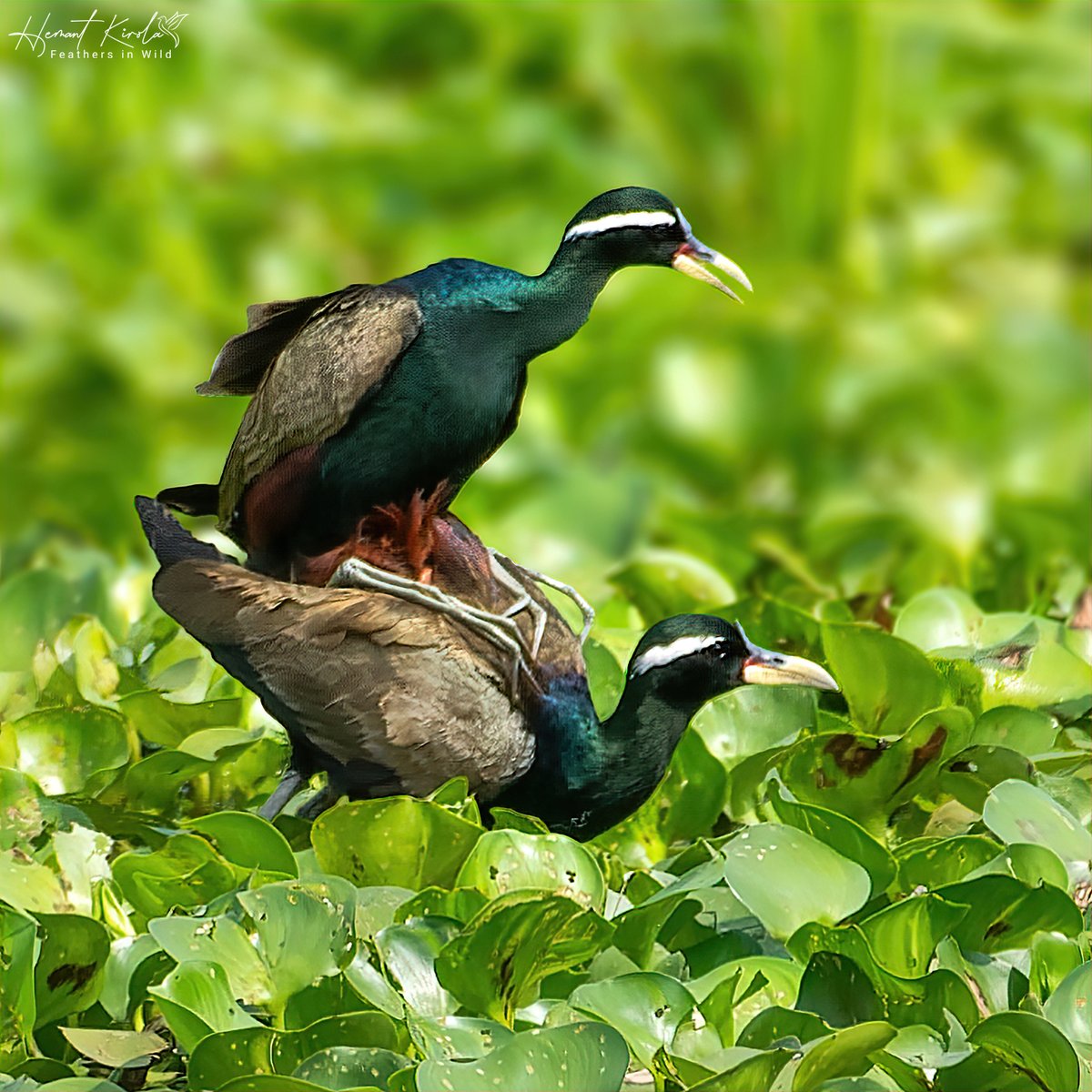 Any 'Bird / Insect / Mammals Mating' pic today?

Bronze-winged Jacana

#IndiAves #ThePhotoHour