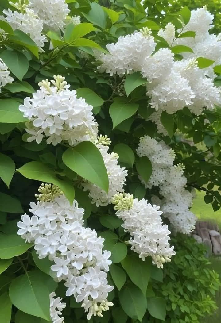 Happy weekend!🤍🌿🤍🌿🤍
Enjoy!🌿🤍🌿