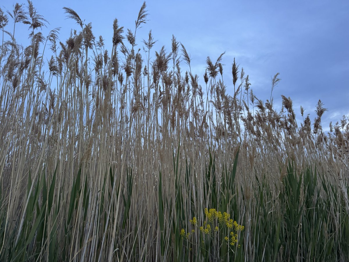 I heard from a master gardener that one man’s weed is another man’s native plant. There’s definitely a metaphor for life in there. 💚🌼🌾