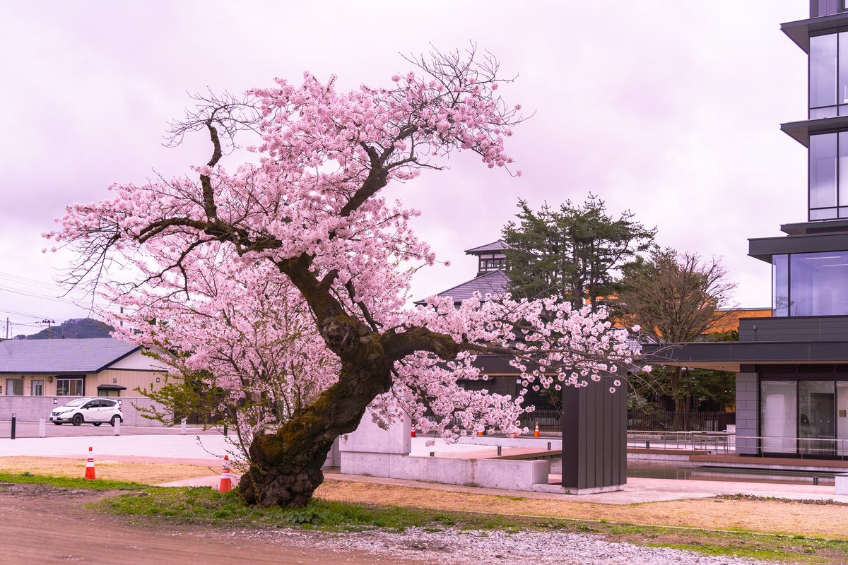 orokan1933's tweet photo. 今朝の桂城公園の桜
曇りですが満開です
まだ人気の少ない朝

#桂城公園
#桜
#大館桜まつり
#桜櫓館
#ODATE
#AKITA
#大館市
#秋田県
#THE_ODATE
#THEODATE
#THEODATEより見世
#より見世
#ishicolollc
#いしころ合同会社 https://t.co/9DAM3FH7eY