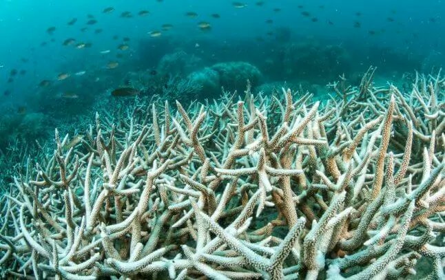 Alerte blanche. Depuis plus de deux ans, les récifs coralliens de plus de 80 pays subissent un épisode de blanchissement inédit. Près de 85% sont aujourd’hui endommagés, alerte l’Agence américaine d’observation océanique et atmosphérique (NOAA).
👉 lc.cx/6A4ygC