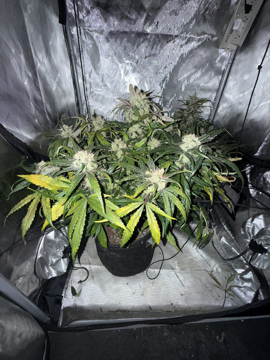BannerOG88's tweet photo. Banana Purple Punch and Sour Jealousy from @Fast_Buds have been in dark for 5 days now. It is finally time to 🪓 and hang up. 

Also, started my other autos, Bubblegum and Gorilla Cookies outside with BioAll medium. 

#cannabisgrower #CannabisCommunity #Cannabis #plants https://t.co/zZi1xpHxlH