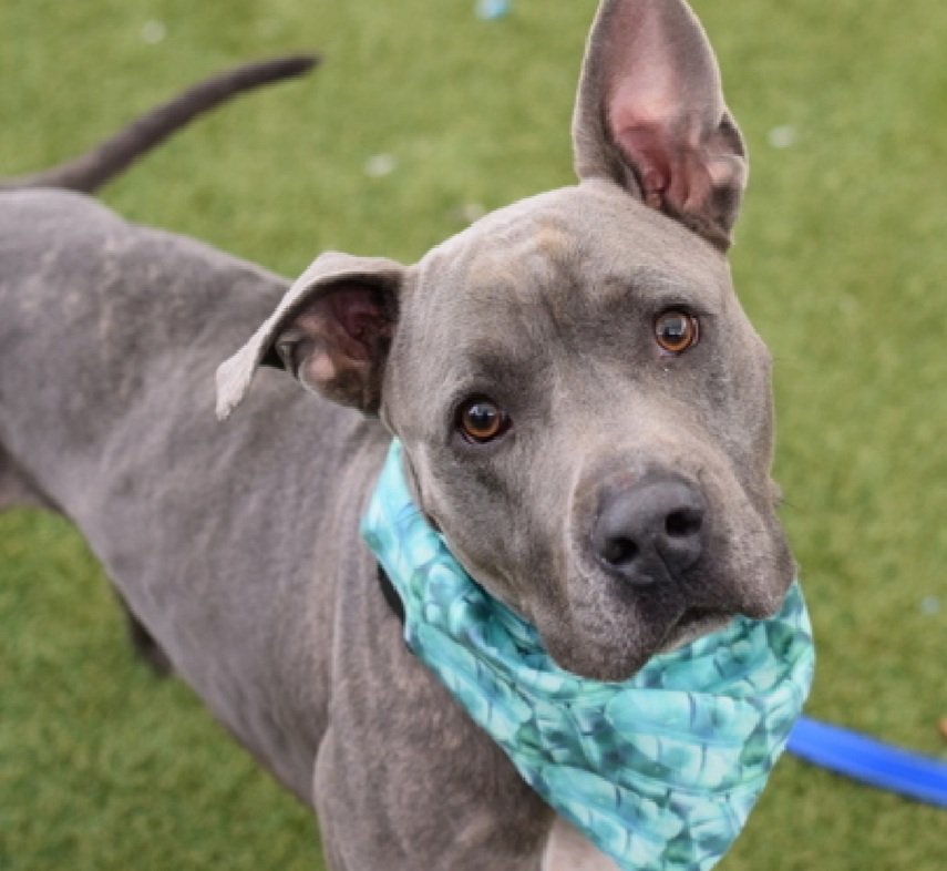 Morgan Fairchild's Dogs tweet media