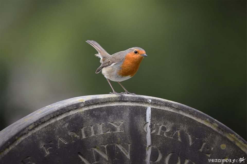 VictoriaBadwolf's tweet image. Recently, I walked around the cemetery and I took these photographs, they have lots of lovely flowers and trees with blossoms. #bromptoncemetery #theroyalparks #cemetery #graveyard #Blossoms