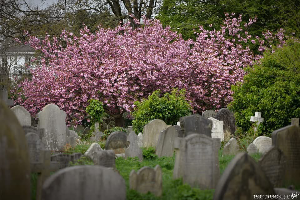 VictoriaBadwolf's tweet image. Recently, I walked around the cemetery and I took these photographs, they have lots of lovely flowers and trees with blossoms. #bromptoncemetery #theroyalparks #cemetery #graveyard #Blossoms