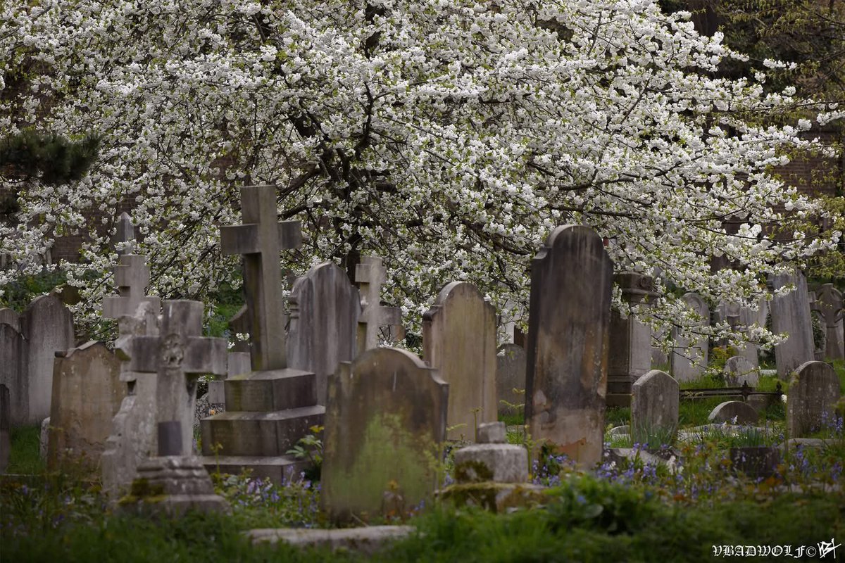 VictoriaBadwolf's tweet image. Recently, I walked around the cemetery and I took these photographs, they have lots of lovely flowers and trees with blossoms. #bromptoncemetery #theroyalparks #cemetery #graveyard #Blossoms