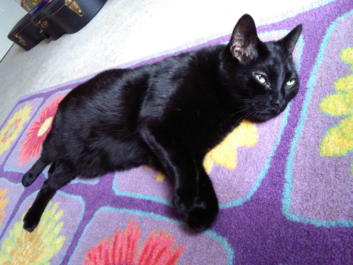 Friends, it's been two months since Luxor died, and my heart still hurts so much. I am going to post random pictures of him, and I will always put the 🌈 in his memory. I miss him, my sweet little man in a catsuit. 🖤