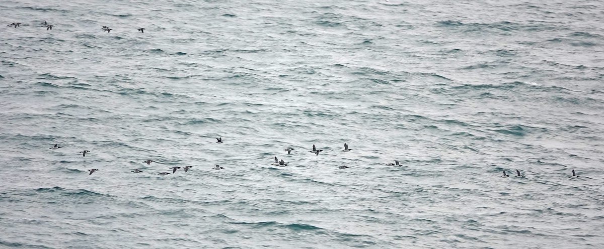 A good seawatch at Berry Head #Devon today from 7-10.30am Highlights: 7197 Auks mostly Guillemots but perhaps 15% razorbills, 11 Puffin, 3 Great N &amp; 2 Red-t Divers, 42 Manx Shearwaters, 155 Gannets, 161 Kittiwake, 1 Whimbrel 7-8 C Dolphin, 3 Harbour Porpoise.