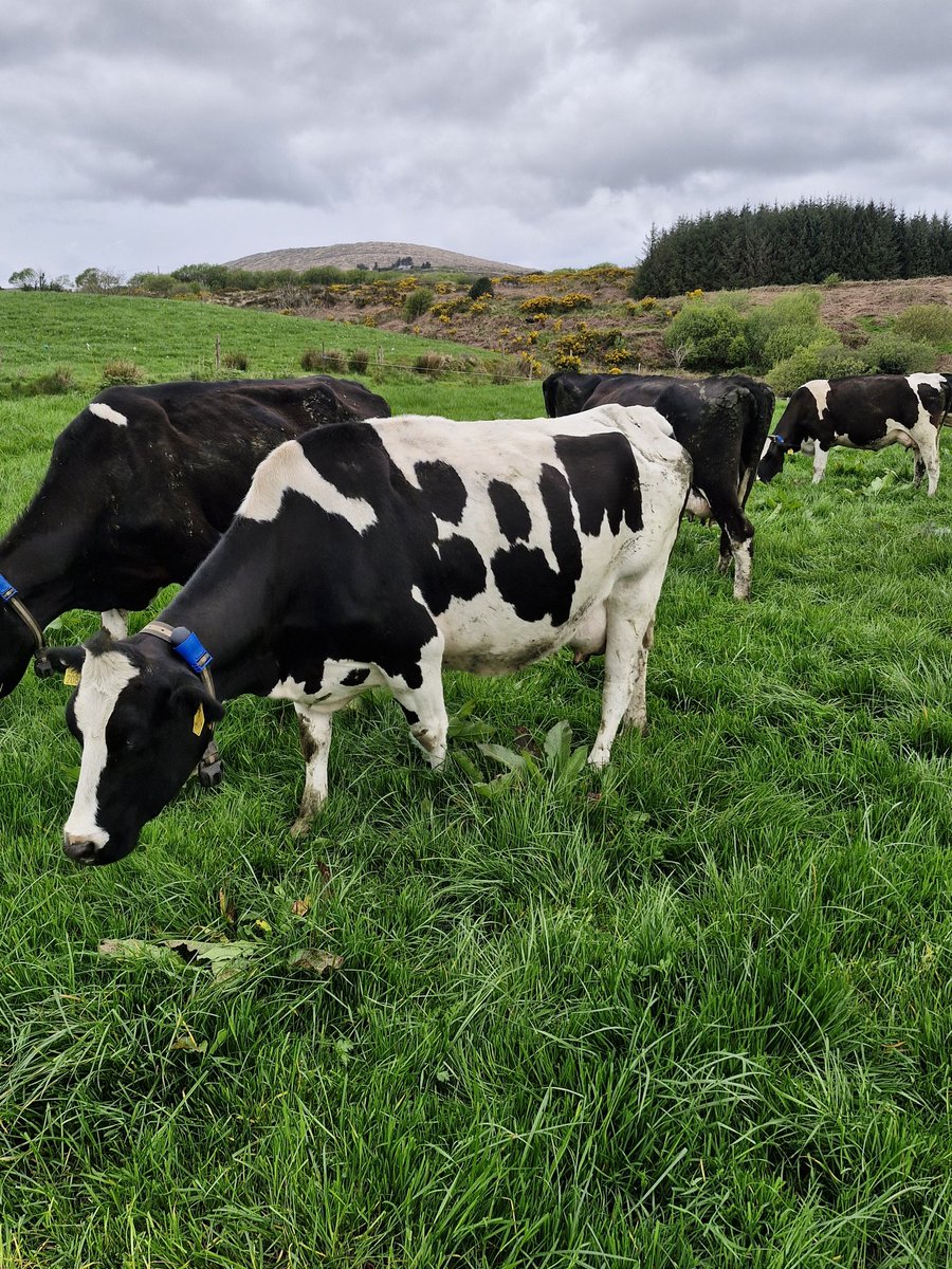 Patrick Mc Carthy tweet media