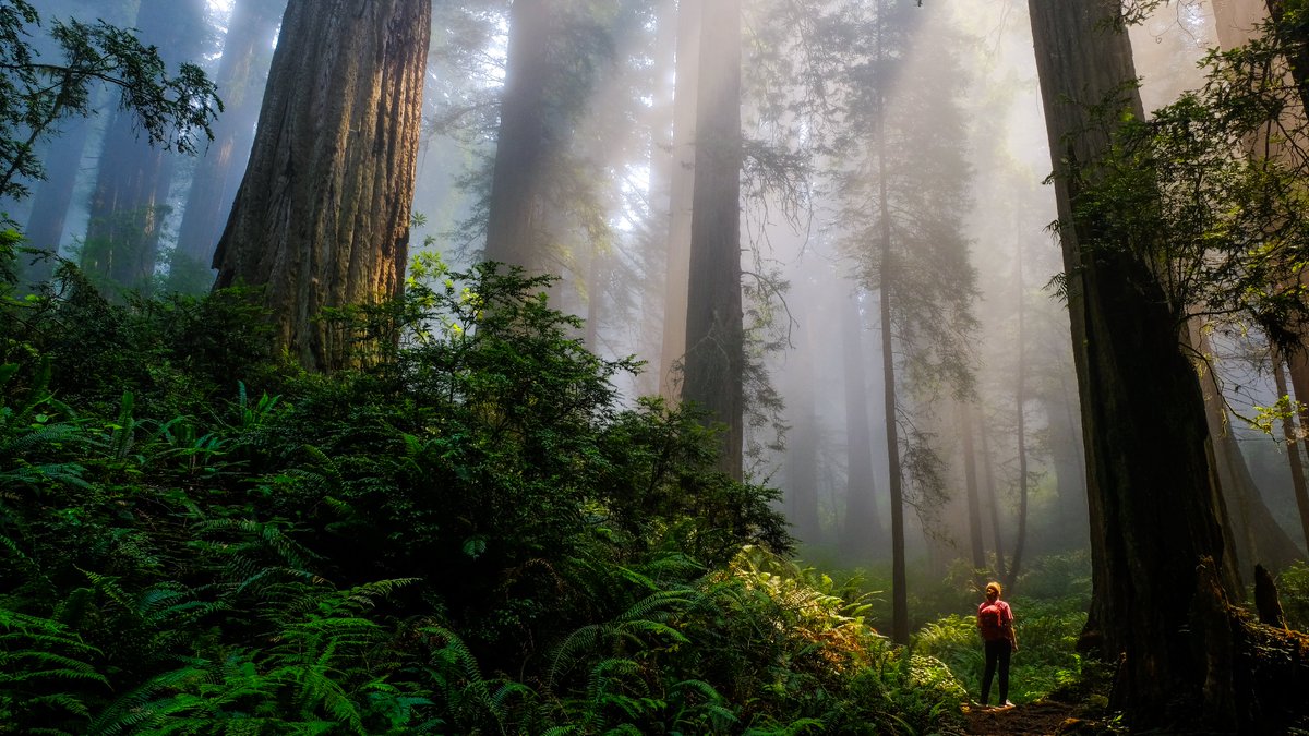 🌳 Happy Arbor Day! 🌲

From the towering redwoods in the West to the cypress swamps in the Southeast, we are proud to care for our forests and protect these inspiring places for future generations.

Photo by Sam Jezak