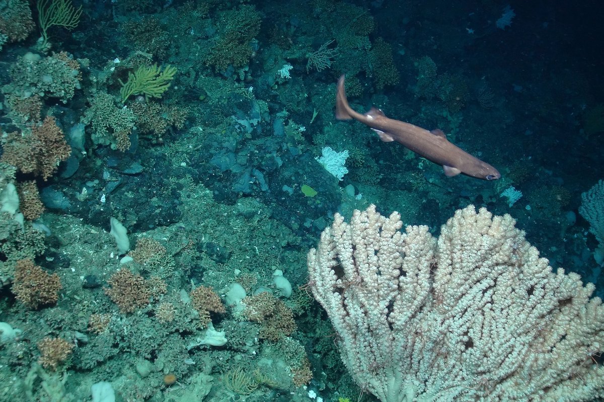 Plymouth Marine Lab (@plymouthmarine) on Twitter photo In the same week as the US Government moved to accelerate offshore mining, a new expert reflection paper co-authored by PML Honorary Fellow Torsten Thiele (<a href="/tors10th/">Torsten Thiele</a>) urges the ISA to declare a moratorium / precautionary pause on such activity: pml.ac.uk/news/concerns-… In the same week as the US Government moved to accelerate offshore mining, a new expert reflection paper co-authored by PML Honorary Fellow Torsten Thiele (<a href="/tors10th/">Torsten Thiele</a>) urges the ISA to declare a moratorium / precautionary pause on such activity: pml.ac.uk/news/concerns-…