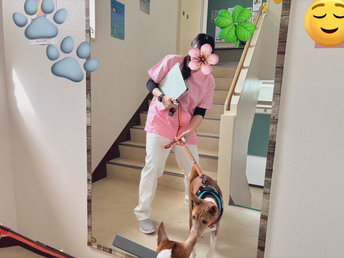 Bon418Sakurairo's tweet photo. ちょっくら転職しましたが
転職先の職場も犬猫同伴出勤OK🙆‍♀️なのでベンベン出勤しました
しかも私の仕事を手伝うと犬にもお給料が出るんです✨笑
いろんな人に可愛がられて何やら満更でもないご様子でした https://t.co/PxKC2Xk228