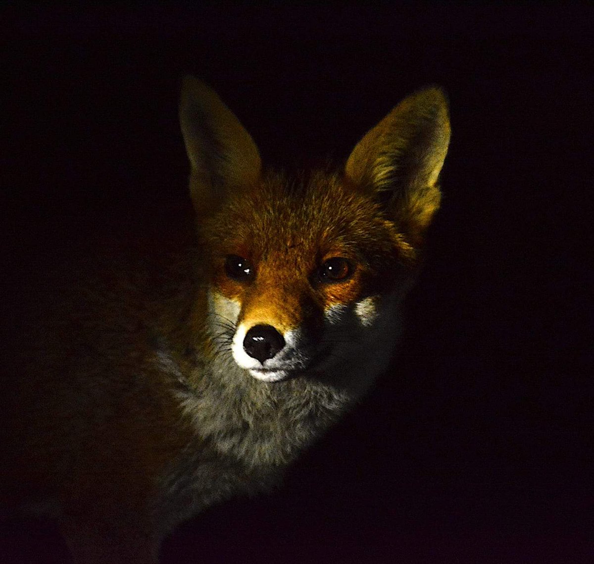 WildThings tweet media