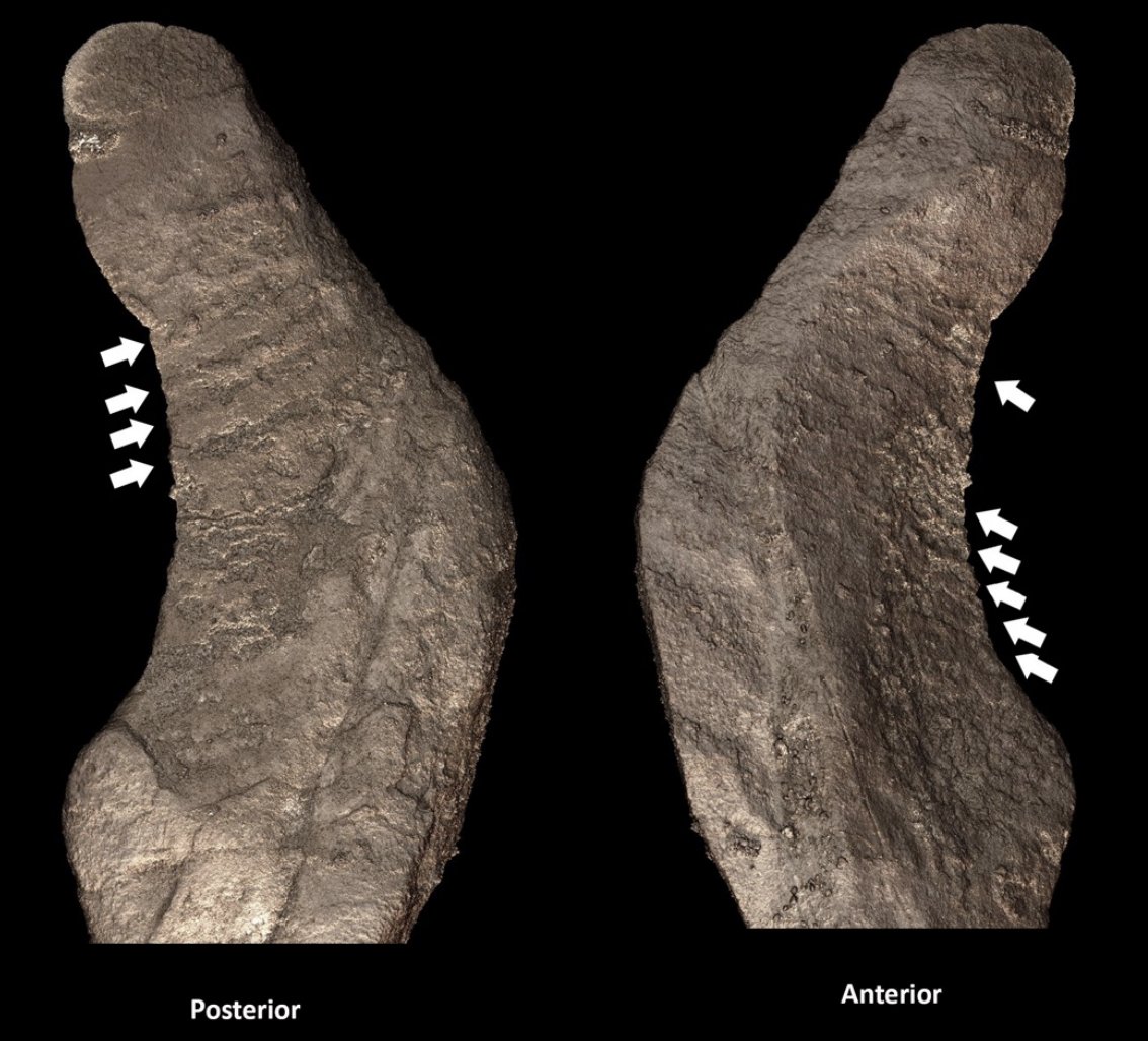 Piece of rock from Rising Star cave in South Africa. This is still being claimed to be 'artefact', yet it looks to me (and every other stone tool specialist i've asked) very much like a natural piece of rock (image from Berger et al 2025, eLife website).