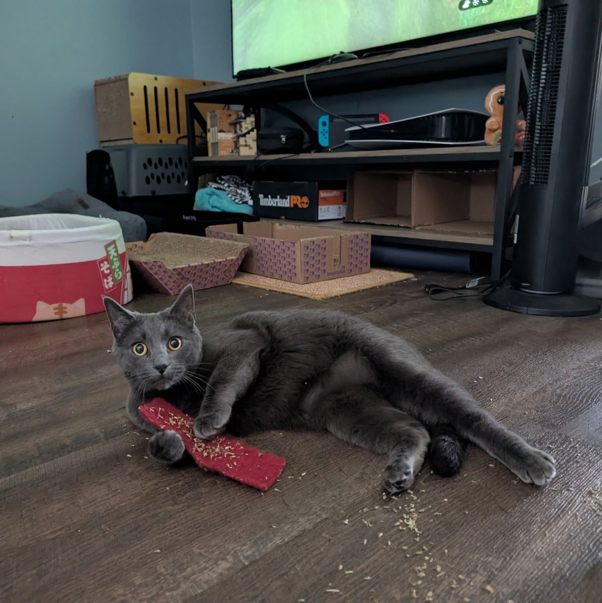 Ginger And Turnip tweet media