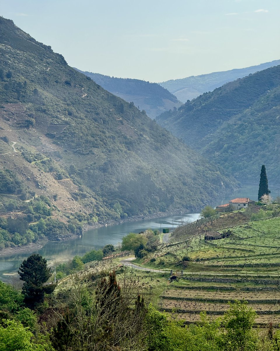 Entre ríos e bancais, a Ribeira Sacra amósase en todo o seu esplendor. Subzona Ribeiras do Sil.
--
Entre ríos y bancales, la Ribeira Sacra muestra todo su esplendor. Subzona Ribeiras do Sil.