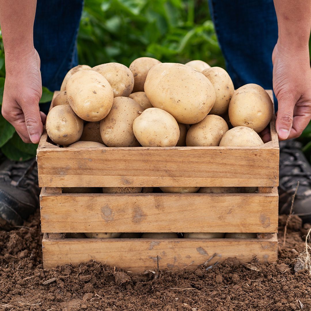 EarthFreshFarms's tweet photo. Every potato starts with a farmer’s care, and every box is a product of dedication. From field to hands, we’re proud to deliver fresh, quality potatoes.
#EarthFresh #FarmFresh #WhitePotatoes #PotatoHarvest #FarmToTable https://t.co/CSHBxM9UFo