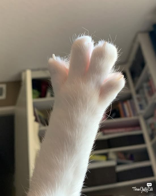 merlymry's tweet photo. 🐈‍⬛ https://t.co/SqzLxHtXEB