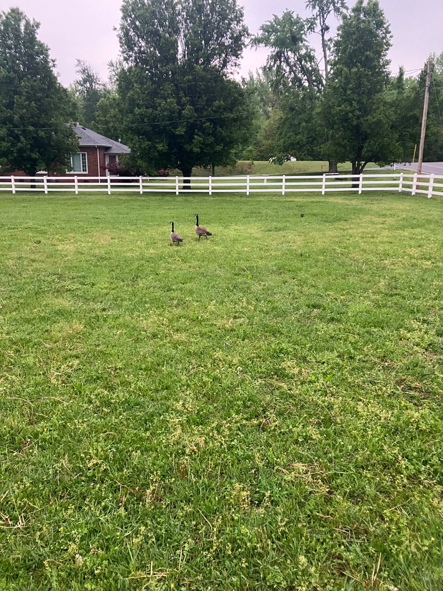 Amandalaura199's tweet photo. Friday morning geese are checking out the small cat to the right of them. They were staring each other down until the cat gave in and took off! https://t.co/u0CehnZmA7