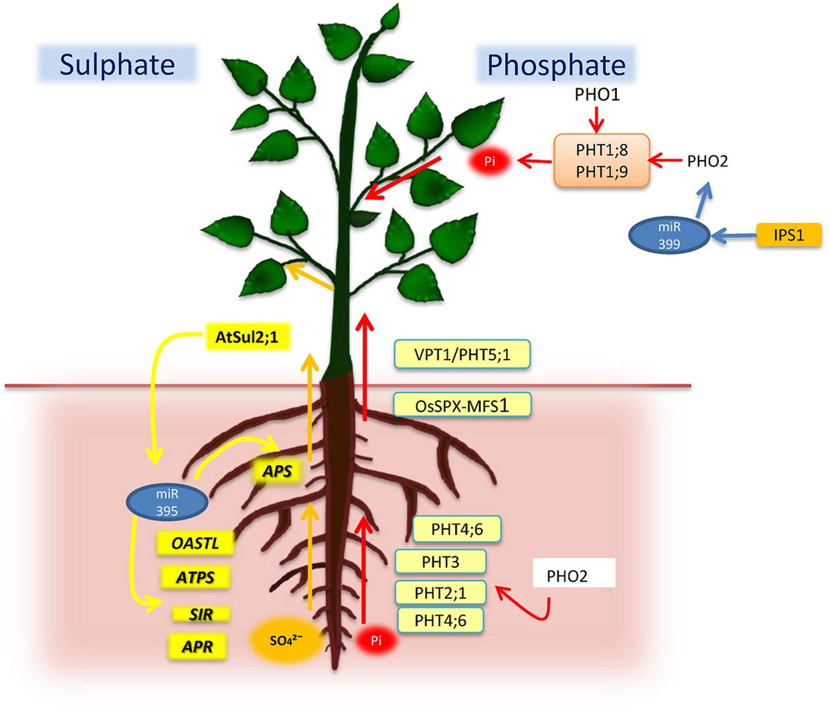 AgriExperts's tweet image. A review by Singh et al. described the role of #phytohormones in coordinating #sulfur and #phosphorus #homeostasis to enhance #abiotic #stress tolerance in plant.

@sci_plant  @AbioticStress  @Ale_Raza6 @MPlantPCom @samdknowlton @plantae_org  @ki_pkn 
sciencedirect.com/science/articl…