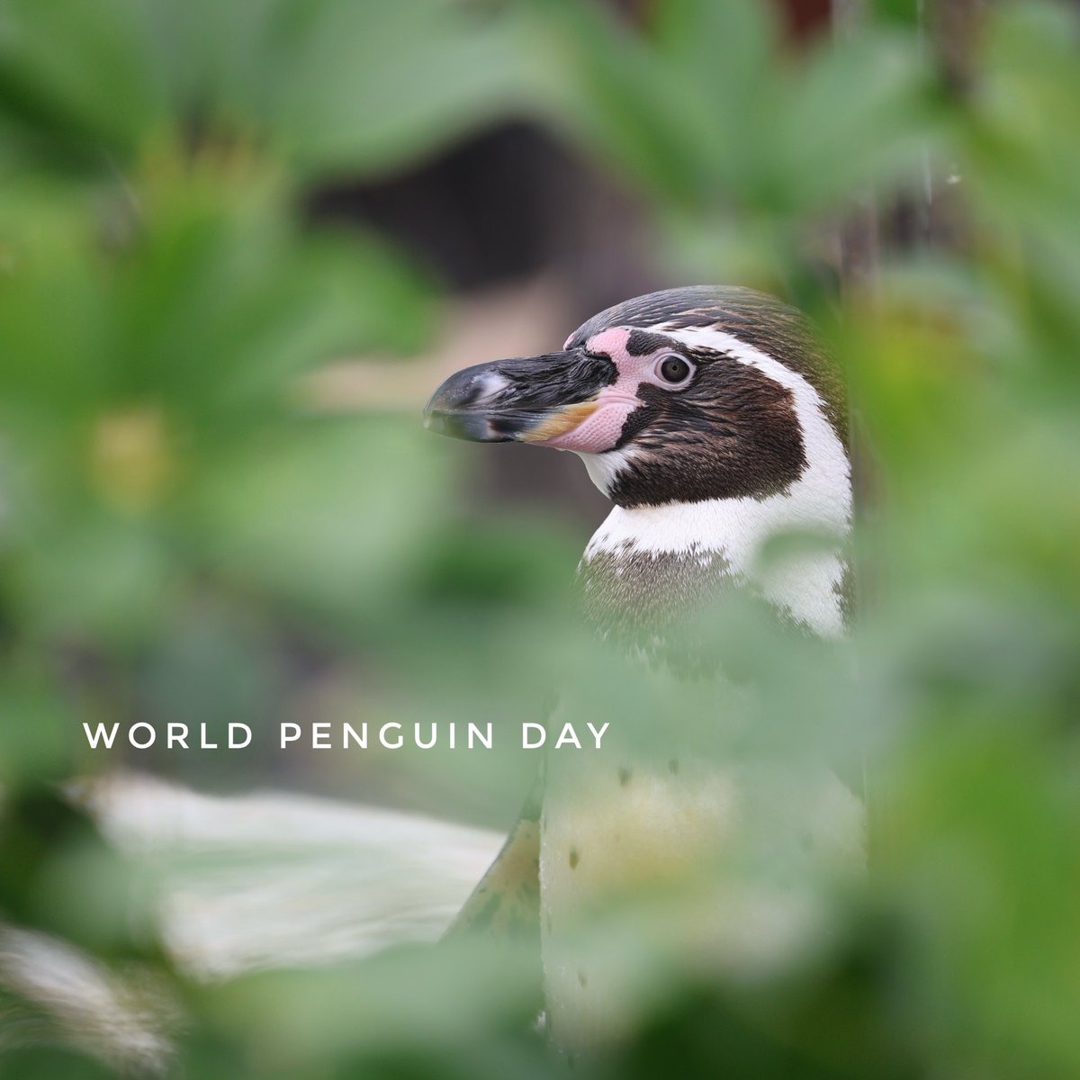 _98pen's tweet image. 世界ペンギンの日に
下田に行ってきました🐧
カポック越しのチムニーさんです🐧🌱

 #下田海中水族館 
#世界ペンギンの日 
#ペンギン 
#フンボルトペンギン