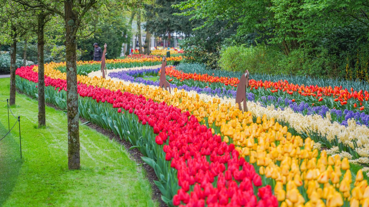 Flower report: Keukenhof is changing every day. The trees are fresh green and the first mid-season flowers are being chopped. No worries! There’s plenty in bloom. Late-blooming flowers are creating the famous explosion of colour Keukenhof is known for. 

📸 taken April 25th