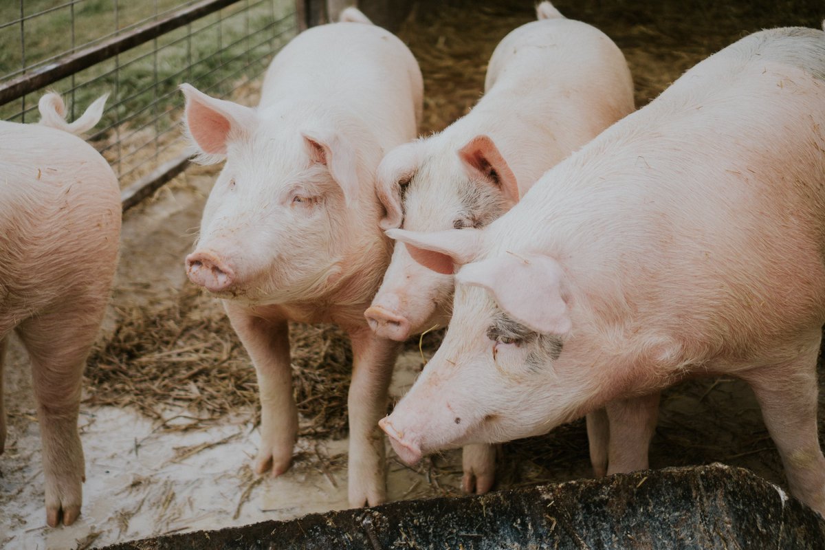 Hoy no existe vacuna contra la brucelosis porcina, enfermedad que causa pérdidas económicas y es un problema de salud pública. Pero científicos del CONICET publicaron una nueva estrategia que indujo una fuerte respuesta inmune y brindó protección. Leé más: shorturl.at/2fKch