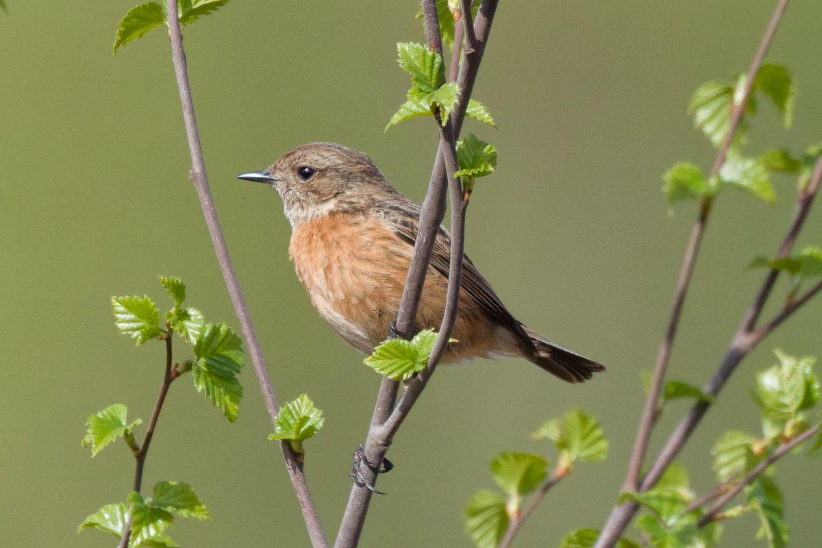 Michael80798575's tweet image. Stonechats seen in sutton Park both unringed @Natures_Voice @RSPBbirders @RSPBEngland @WestMidBirdClub @BBCSpringwatch #stonechat
