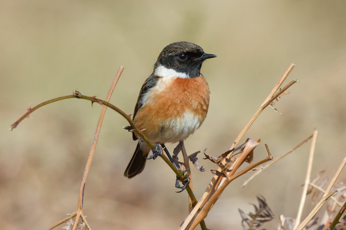 Michael80798575's tweet image. Stonechats seen in sutton Park both unringed @Natures_Voice @RSPBbirders @RSPBEngland @WestMidBirdClub @BBCSpringwatch #stonechat