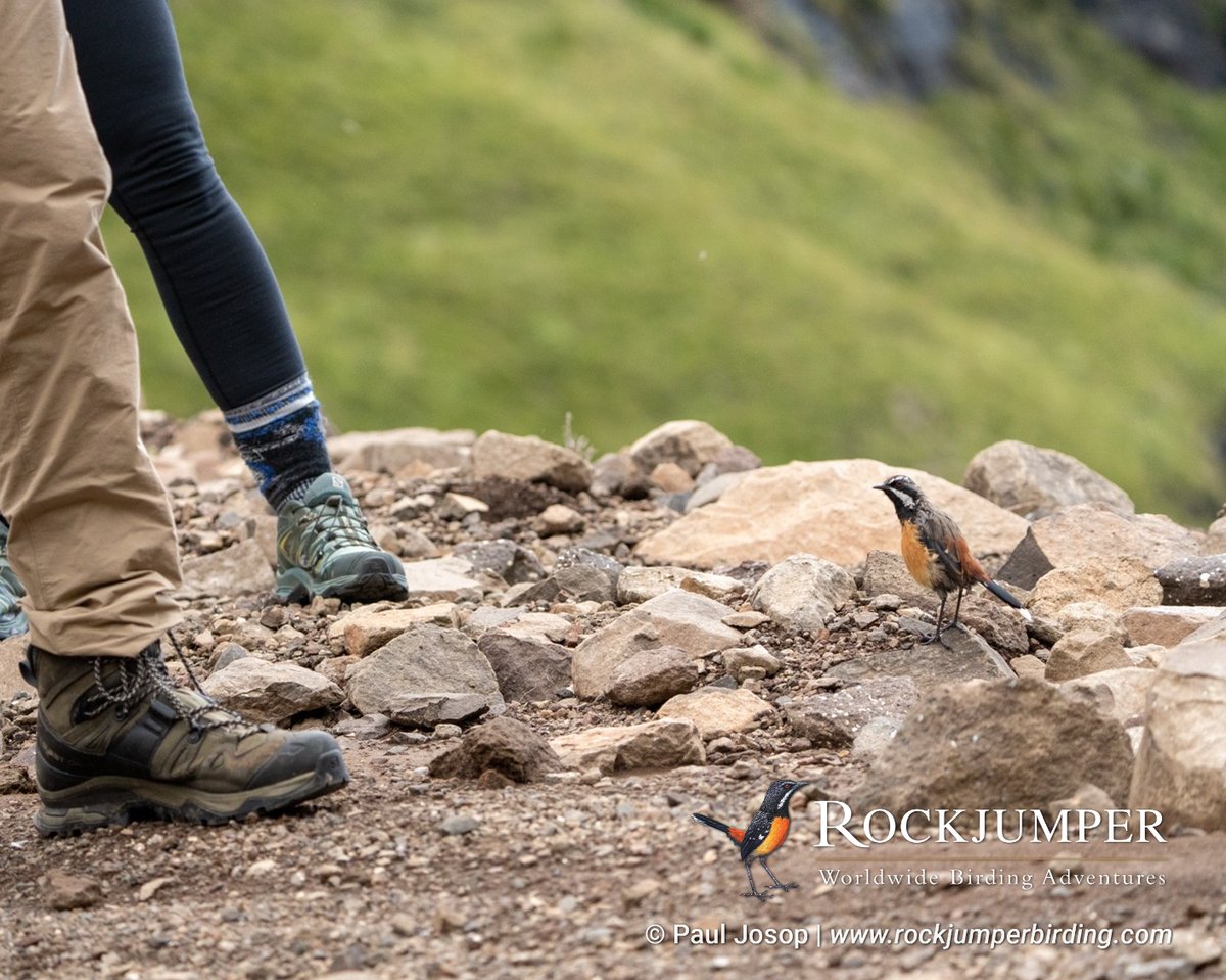 NEW TRIP REPORT POSTED!

Paul Josop and his guests have just returned from a fantastic South Africa  Eastern Bird Photography Tour! Read more about their sighting of this Drakensberg Rockjumper and many more in his Trip Report on our website. 

rockjumperbirding.com/tripreports/de…