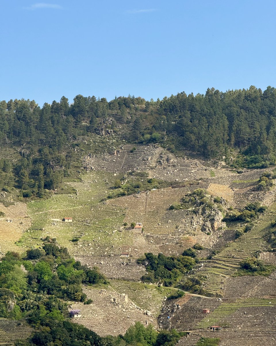 A viticultura da Ribeira Sacra faise en pendentes moi pronunciadas, onde cada bancal permite aproveitar o terreo para cultivar a vide.
Neste 1 de maio, Día do Traballo, lembramos o esforzo de todas as persoas que coidan esta terra e manteñen viva a tradición.