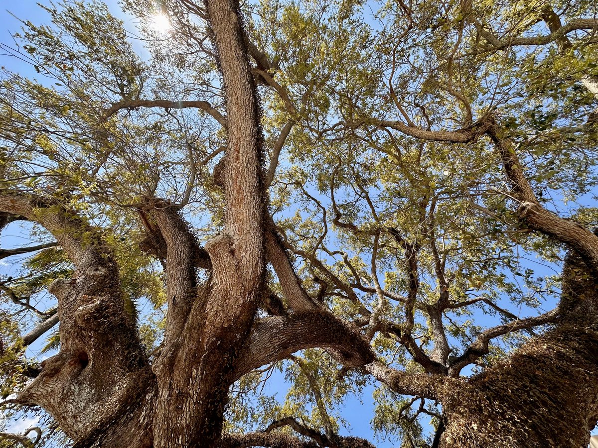 In honor of #ArborDay, RER-DERM celebrates everyone growing #OurCounty’s tree canopy—from preserving and planting to advocating and adopting. Join us May 18 for our first Adopt-a-Tree event!

Register now: miamidade.gov/adopt-a-tree

#AdoptATree